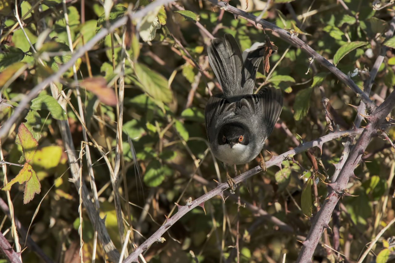 Occhiocotto (Sylvia melanocephala)